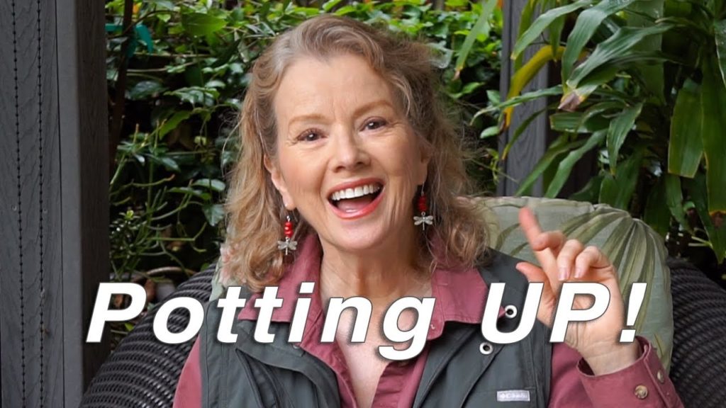Kaye Kittrell: POTTING UP, Planting, Garden Update | Garden Workday | Vlog POTTING UP, Planting, Garden Update | Garden Workday | Vlog