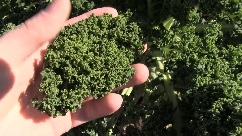 MIgardener: I Have Never Seen Kale this Stunning I Have Never Seen Kale this Stunning