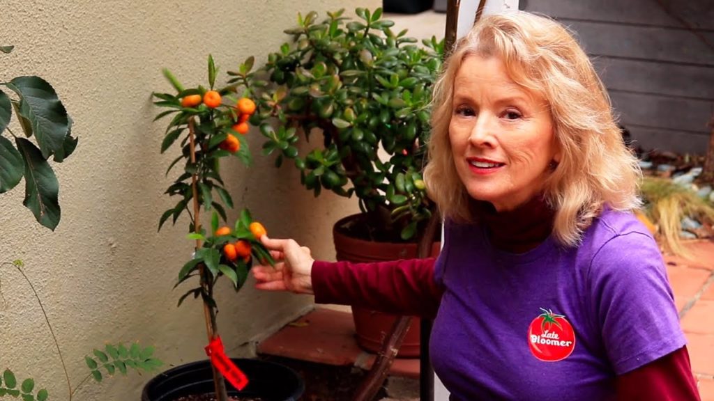 THIS is the BEST Shade Loving Plant! Camellias, Mandarin, More!