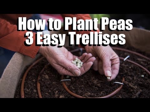 CaliKim: How to Plant Peas in 3 Easy Steps and 3 Easy, Inexpensive, DIY Trellises for Peas How to Plant Peas in 3 Easy Steps and 3 Easy, Inexpensive, DIY Trellises for Peas