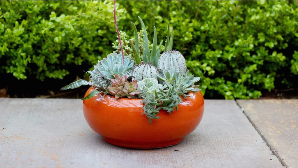 Succulent Planter Inspiration 'Bright and Bold'
