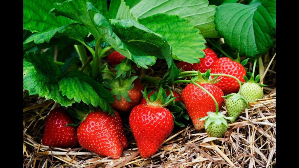 MIgardener: How to Get Free Strawberry Plants From Store Bought Strawberries How to Get Free Strawberry Plants From Store Bought Strawberries