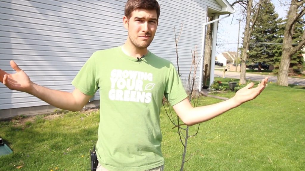 Why Did My Pear Tree Die? Troubleshooting Guide