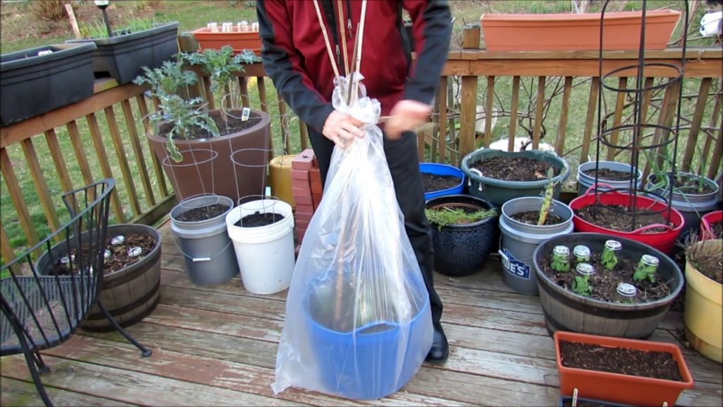 Frost Protection For Your Transplants: Fast & Easy Use of Cups & Plastic Bags