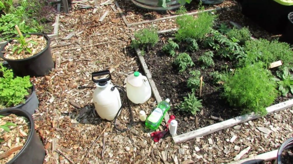 Gary Pilarchik: My Community Plot 2016 E-4: Making Trellises, Measuring Soap in Oil Sprays, Early Spray Prevention My Community Plot 2016 E-4: Making Trellises, Measuring Soap in Oil Sprays, Early Spray Prevention