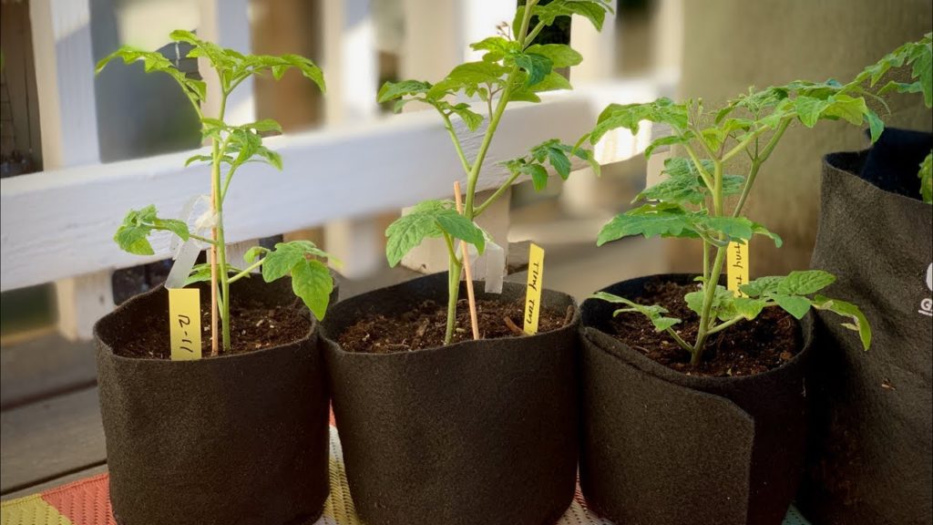 🍅LIVE: Answers to Garden Questions on Peas, Indoor Gardening & Growing Tomatoes in Winter (REPLAY)