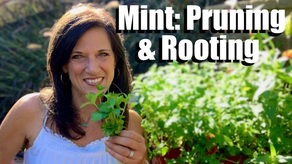 CaliKim: How to Prune Mint to Keep it Healthy & Root Mint from Cuttings for an Endless Supply🌿 How to Prune Mint to Keep it Healthy & Root Mint from Cuttings for an Endless Supply🌿