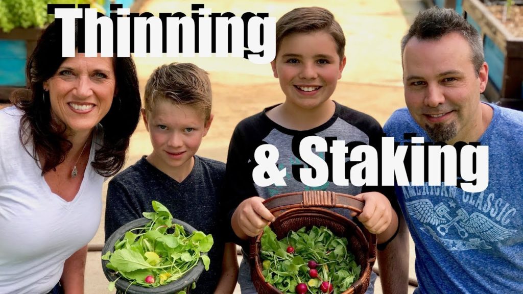 Thinning Carrots & Radishes, Staking Peas & Beans, Planting Sunflowers // Kid’s Garden Series #2