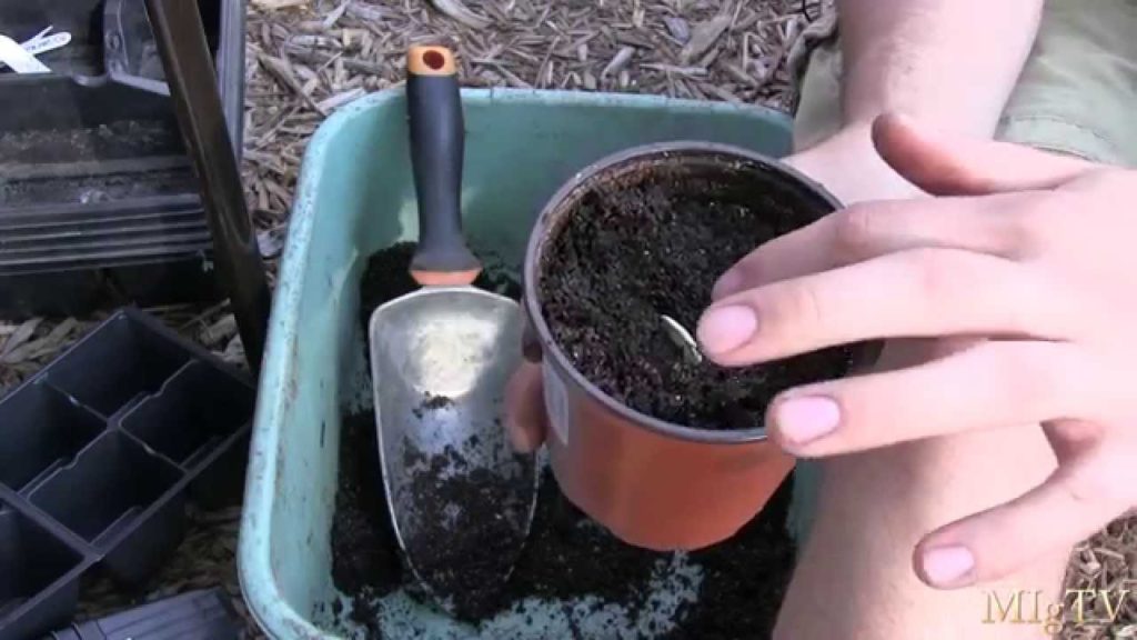How To Properly Start Flat Bodied Seeds Like Pumpkin