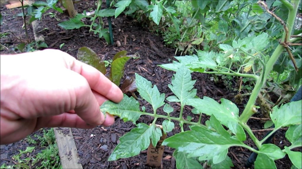 Gary Pilarchik: Yellow Mottled Tomato Leaves a Nitrogen Issue Part 2 of 2:  Two  Weeks Later & the Plants are Cured! Yellow Mottled Tomato Leaves a Nitrogen Issue Part 2 of 2:  Two  Weeks Later & the Plants are Cured!