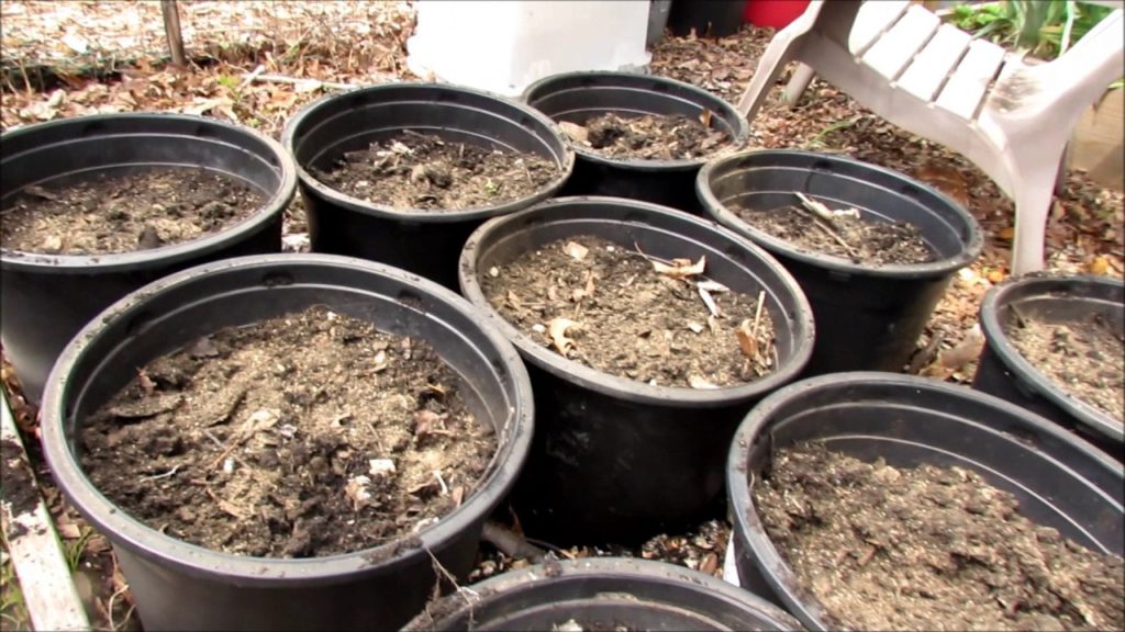 Organically Planting Tomatoes & Peppers,  Containers, Growth, Pests: Community Garden 2017 (2)