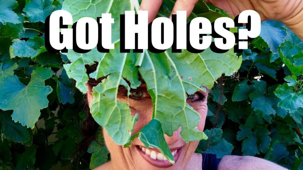 CaliKim: Holes in Your Leaves? Organic Spray for Cabbage Loopers with Neem & Peppermint Oil // Fall Garden #4 Holes in Your Leaves? Organic Spray for Cabbage Loopers with Neem & Peppermint Oil // Fall Garden #4