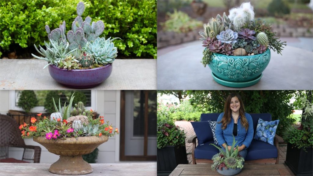 Garden Answer Highlights: 4 Inspring Succulent Arrangements! 🌿 4 Inspring Succulent Arrangements! 🌿