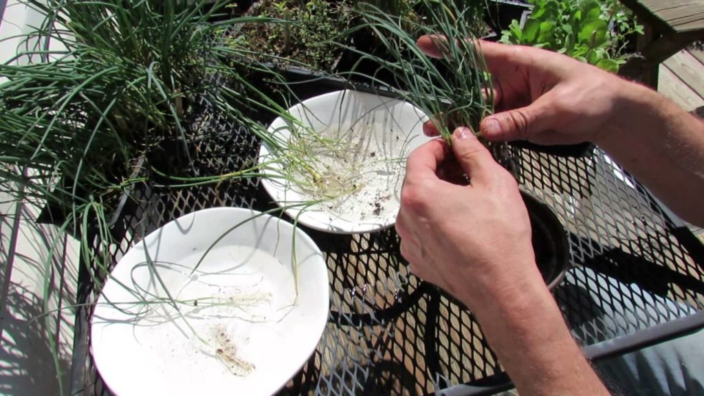Separating My Leek and Onion Transplants & Planting Them: Not too Deep & Water! -TRG2016