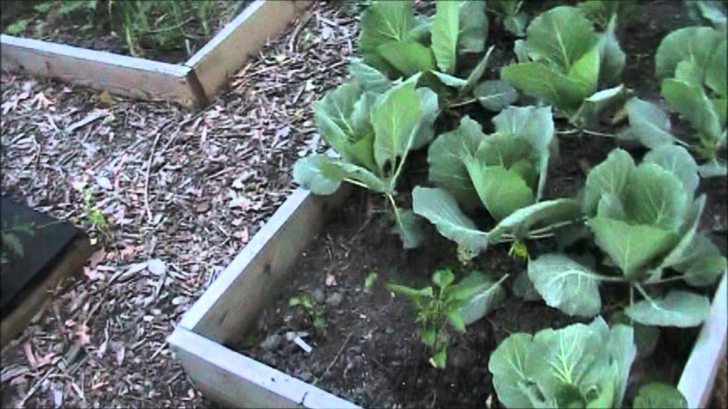MIgardener: 100% Organic Garden Update 100% Organic Garden Update