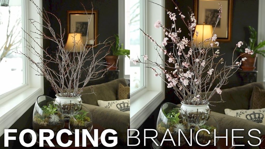 Forcing Branches // Garden Answer