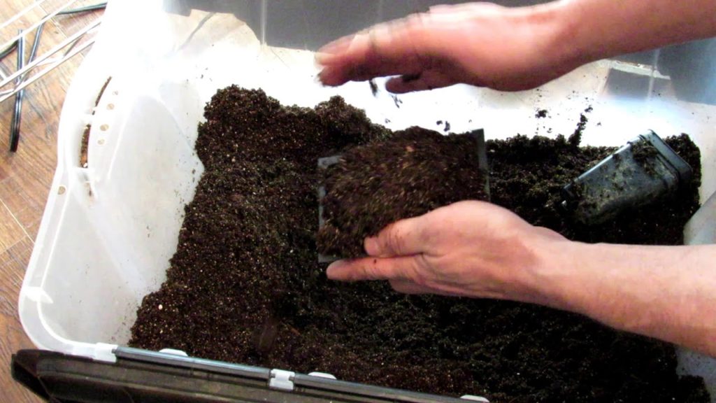 Gary Pilarchik: Starting Vegetable Seeds Indoors: Preparing Containers for Planting, When & How to Water Seed Starts Starting Vegetable Seeds Indoors: Preparing Containers for Planting, When & How to Water Seed Starts