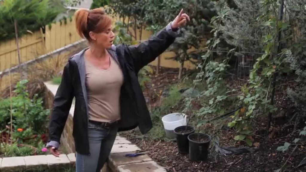 CaliKim: Berry Bush Propagation Progress – 6 New Plants for FREE! Berry Bush Propagation Progress - 6 New Plants for FREE!