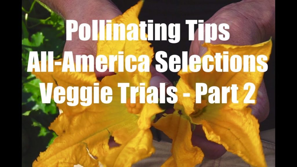 Pollinating Tips - Squash,  Watermelon - All-America Selections Veggie Trials Tour - Part 2