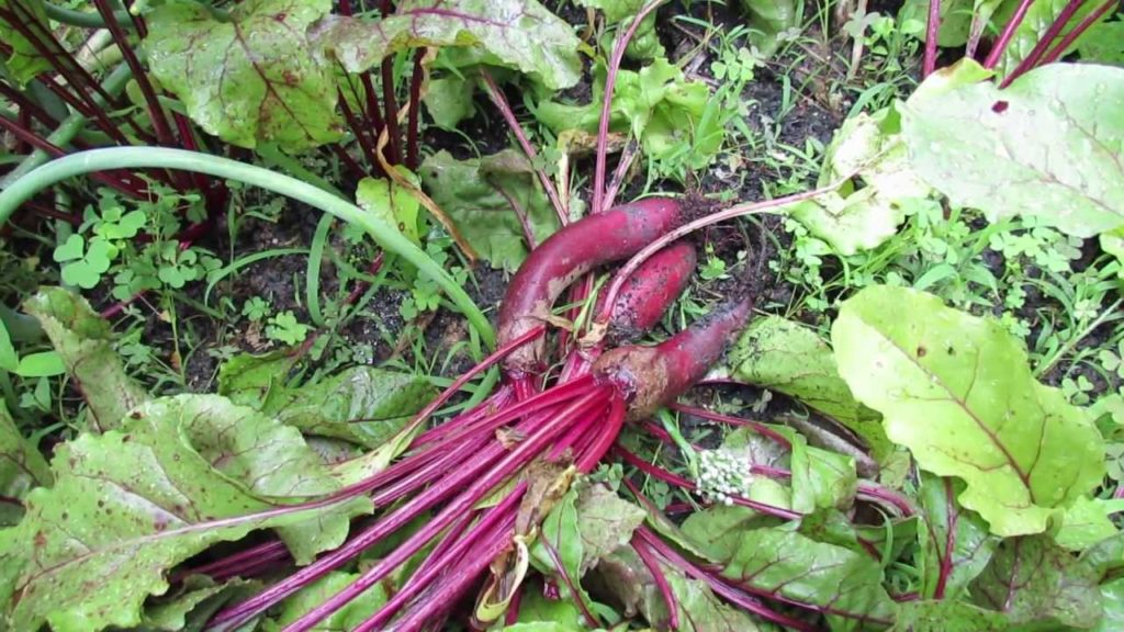 Gary Pilarchik: Harvesting Round & Cylindrical Beets: Two Types – The Rusted Garden 2013 Harvesting Round & Cylindrical Beets: Two Types - The Rusted Garden 2013