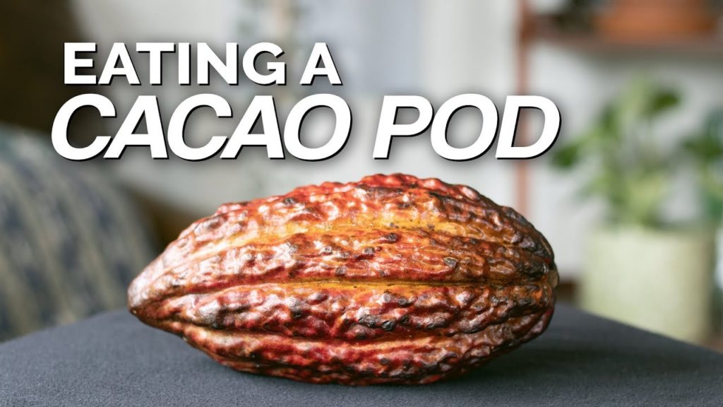 Epic Gardening: Opening And Tasting a RAW Cacao Pod! 🍫 Opening And Tasting a RAW Cacao Pod! 🍫