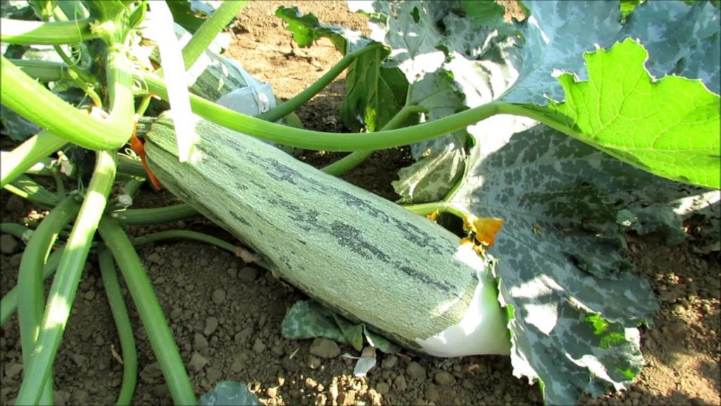 What is an All-America Selections Vegetable (AAS)  Winner & Trial Ground?: My Trip to California