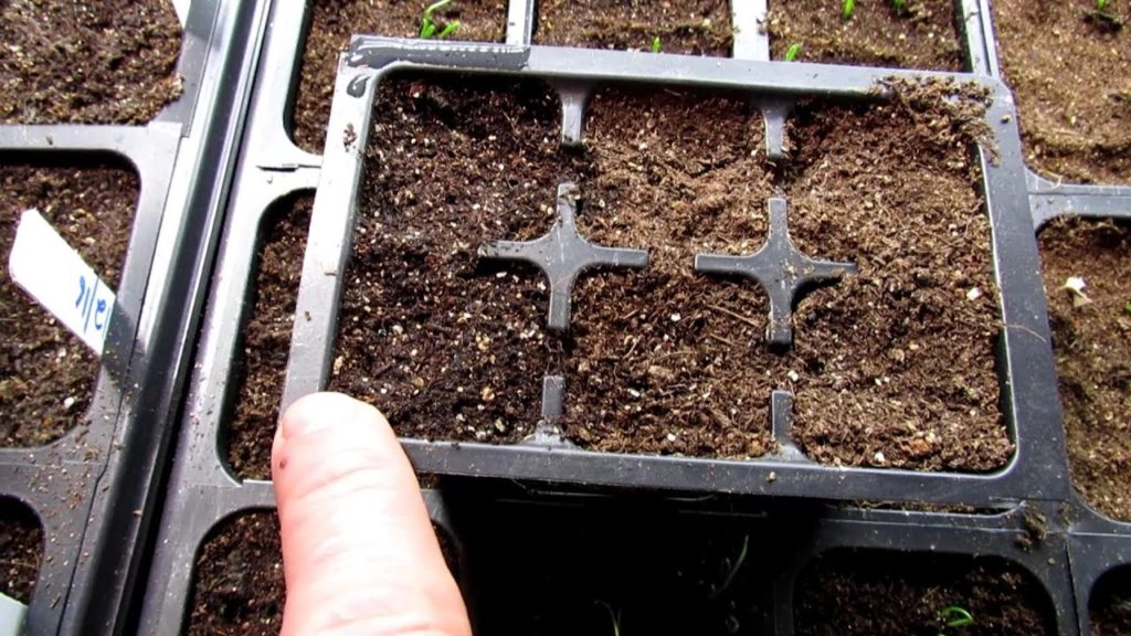 Gary Pilarchik: In 60 Seconds or Sow!: How to Know When Your Seed Starts Need to be Watered & Bottom Watering In 60 Seconds or Sow!: How to Know When Your Seed Starts Need to be Watered & Bottom Watering