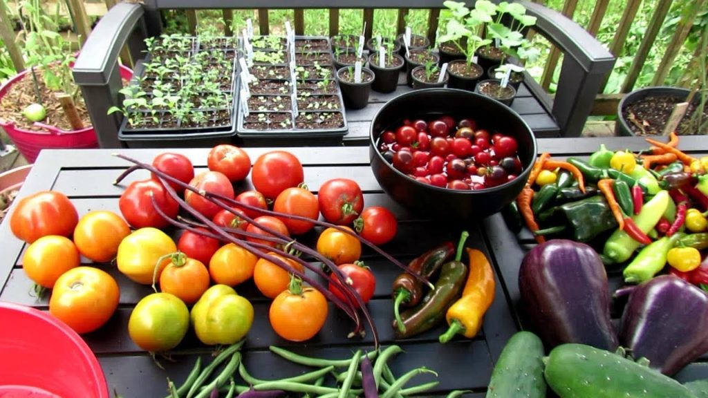 Gary Pilarchik: Vegetable Garden Tour & Tips 8/11/2018: Full Tour, Flea Beetles, Hydrogen Peroxide Vegetable Garden Tour & Tips 8/11/2018: Full Tour, Flea Beetles, Hydrogen Peroxide