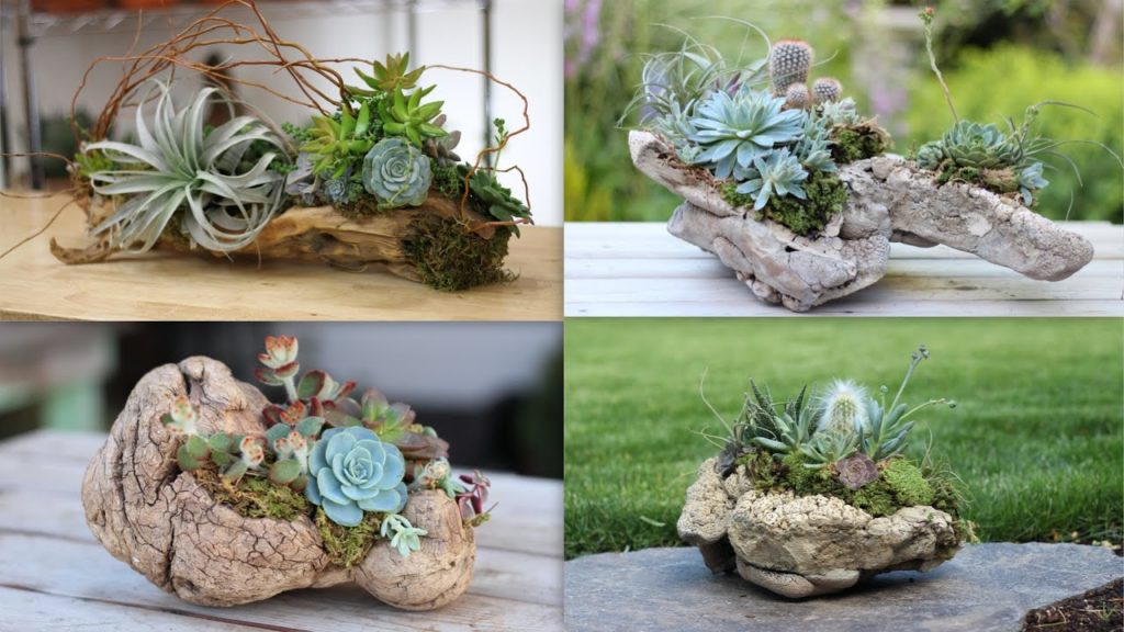 4 Ideas for Adhering Succulents to Driftwood and Rocks 🌿