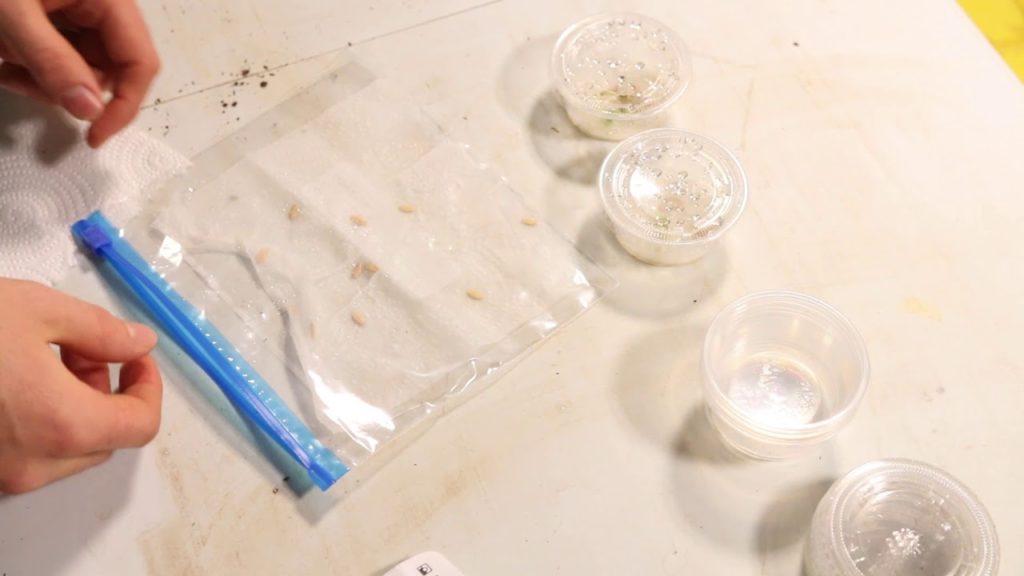 MIgardener: The ‘Petri Dish’ Method of Seed Starting Is an Absolute Game Changer The ‘Petri Dish’ Method of Seed Starting Is an Absolute Game Changer