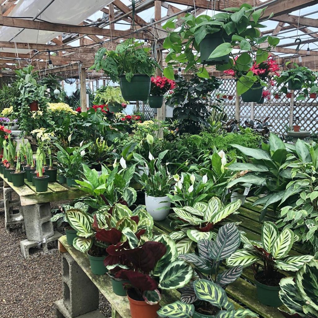 Always an amazing collection of houseplants at @andersonslacosta in #encinitas ....