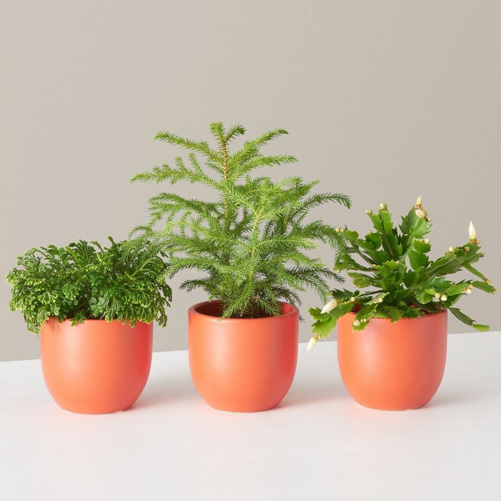 The more, the merrier  Our latest addition to The Holiday Collection is here! We...