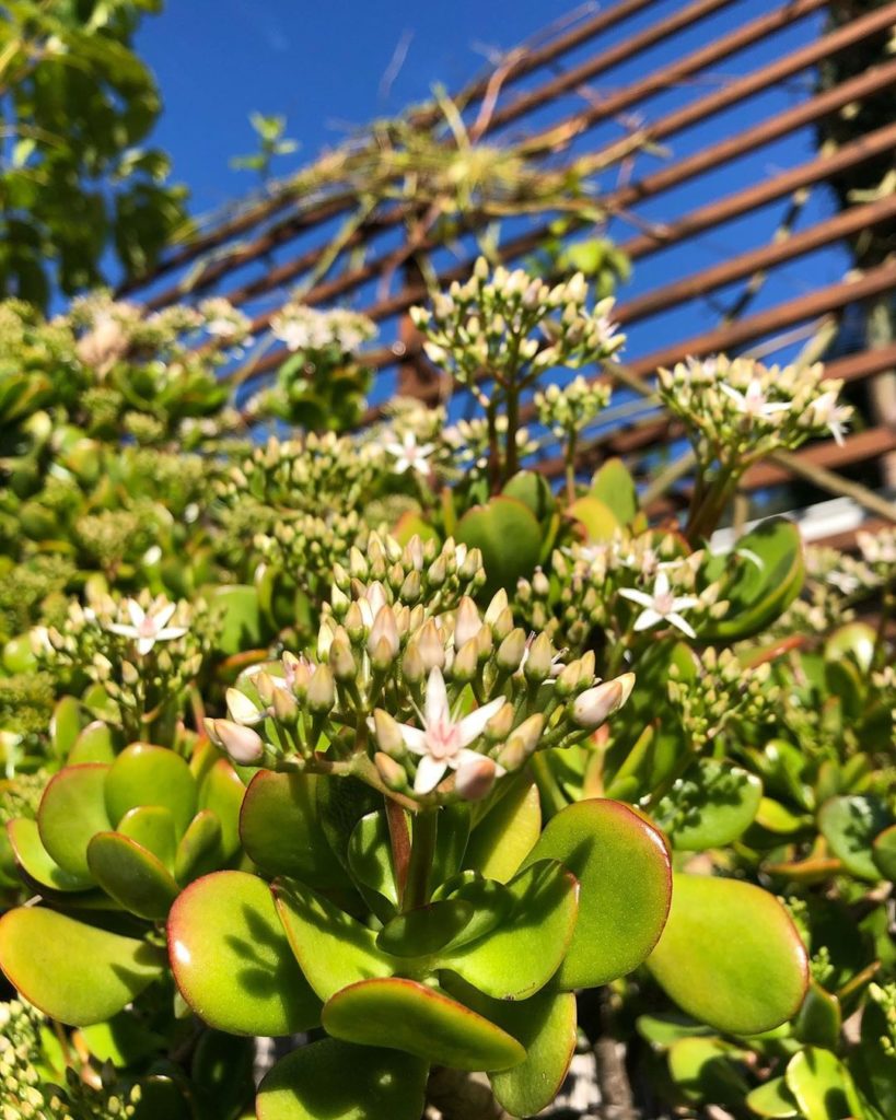 Let it snow jade blooms in SoCal!  Momma jade is now 6’ 5”  #crassulaovata #frie...