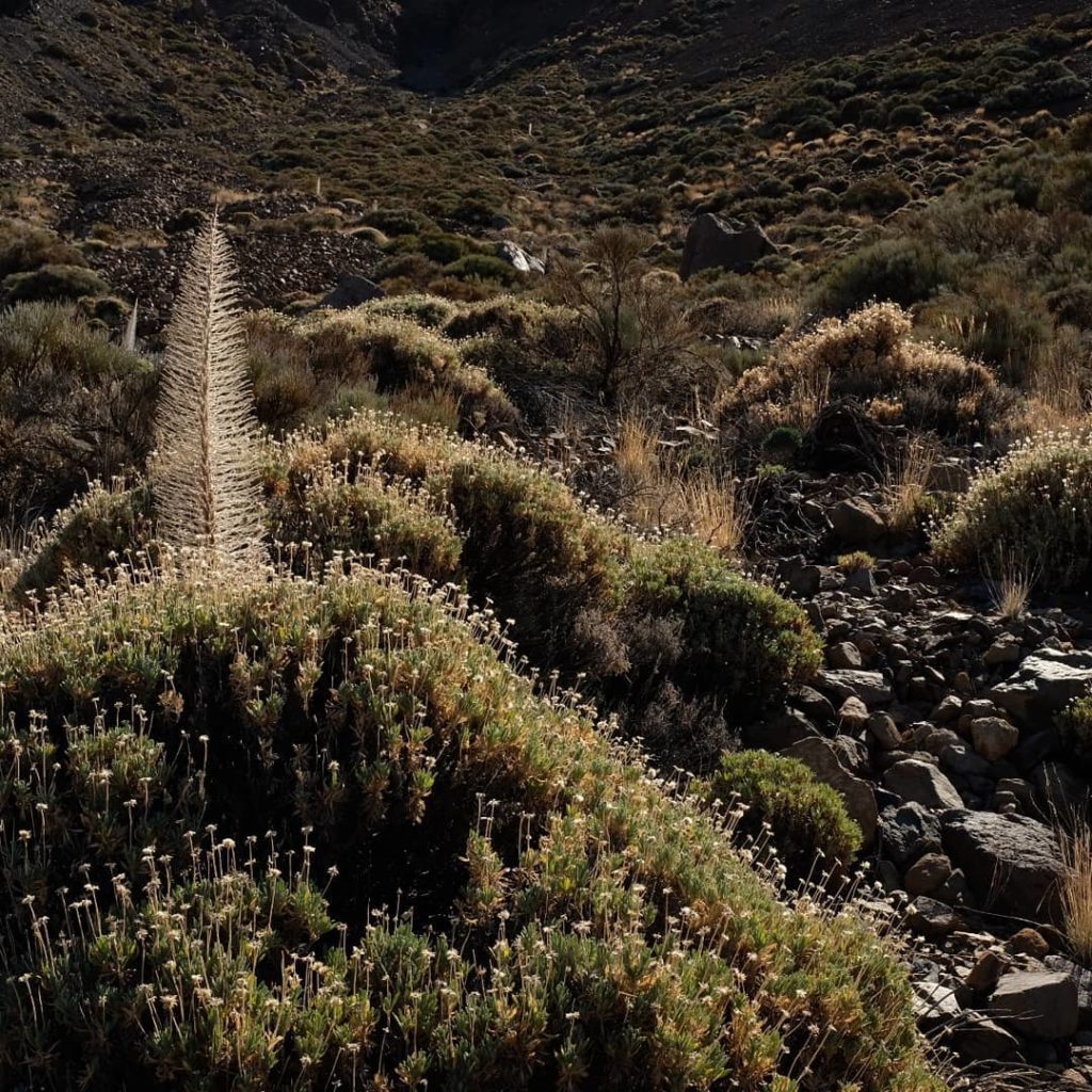 The extraordinary landscapes of Teide Volcano...