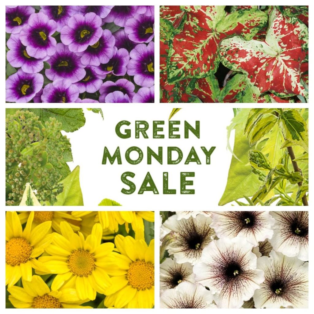 Beat the winter blues and buy something green (or purple, or yellow...)
.
The pr...