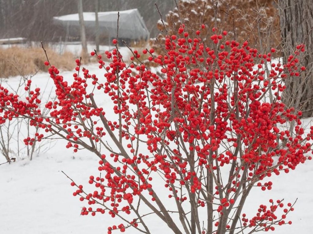 gardendesignmag: What zone are you in?
.
For Zones 3-9, Berry Poppins is a great addition to your… What zone are you in?
.
For Zones 3-9, Berry Poppins is a great addition to your...