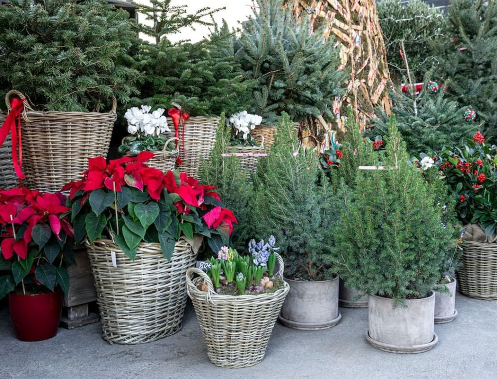 gardendesignmag: Have you made a winter container yet?
.
Start your winter container garden with … Have you made a winter container yet?
.
Start your winter container garden with ...
