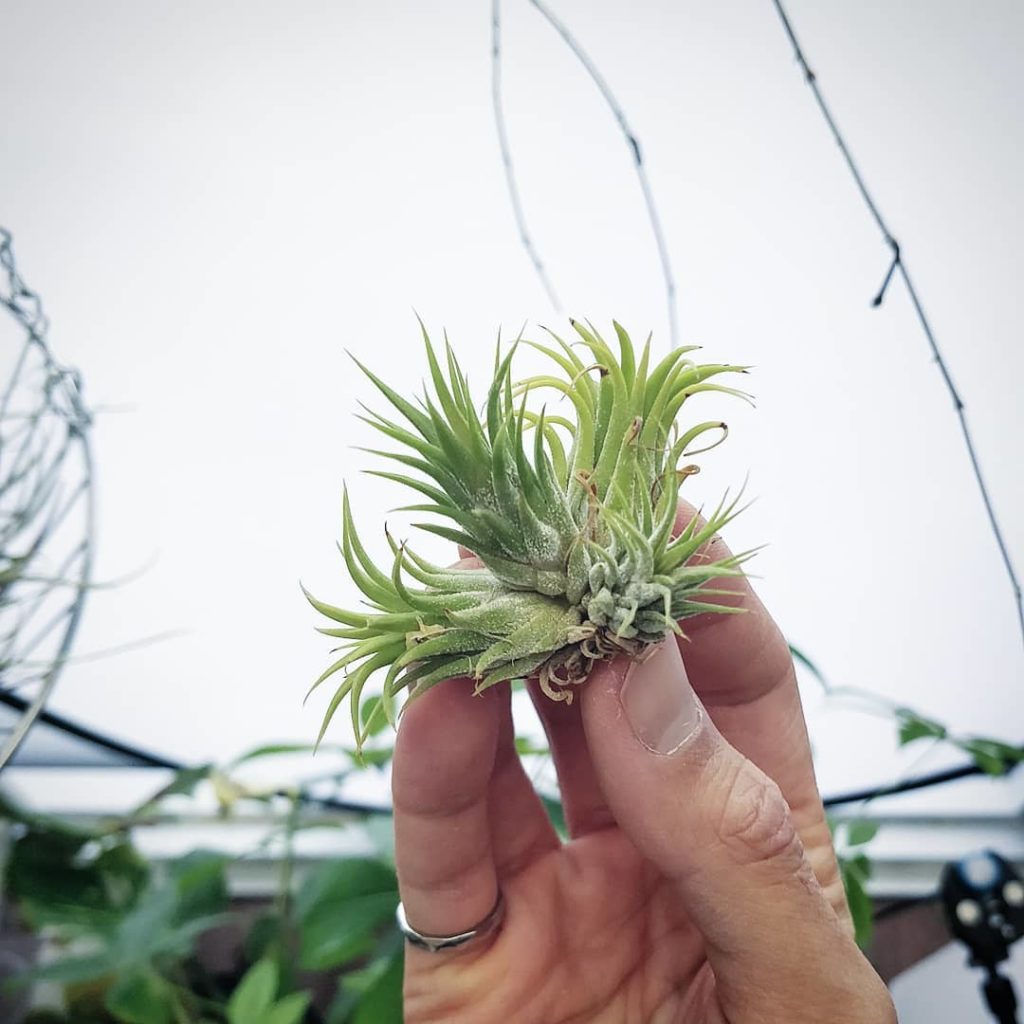 Dec. 2019: my Tillandsia ionantha 'Mexico' (I think) is now a little family of f...
