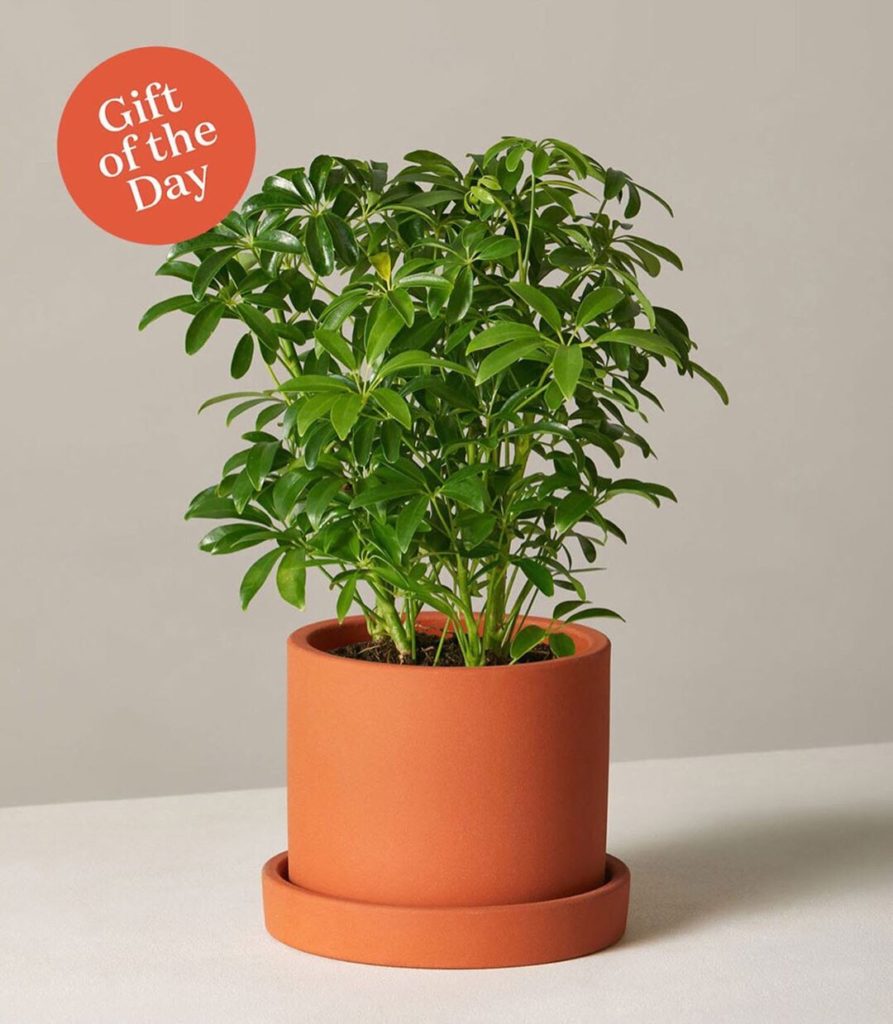 thesill: We’re kicking off our #Sill12DaysofGifting series with the perfect plant for you… We’re kicking off our #Sill12DaysofGifting series with the perfect plant for you...