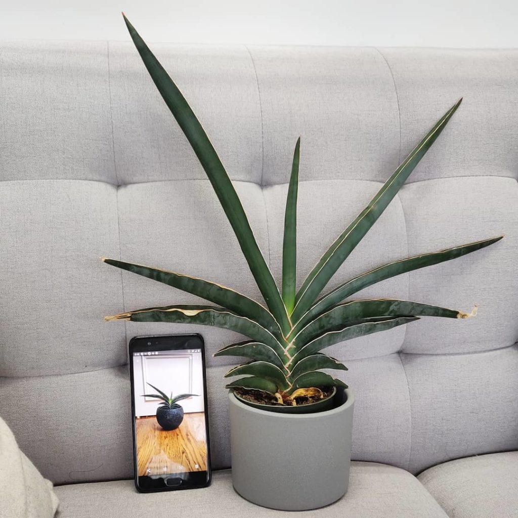 On #sansevieriasunday I like to take note of the growth of one in my collection:...