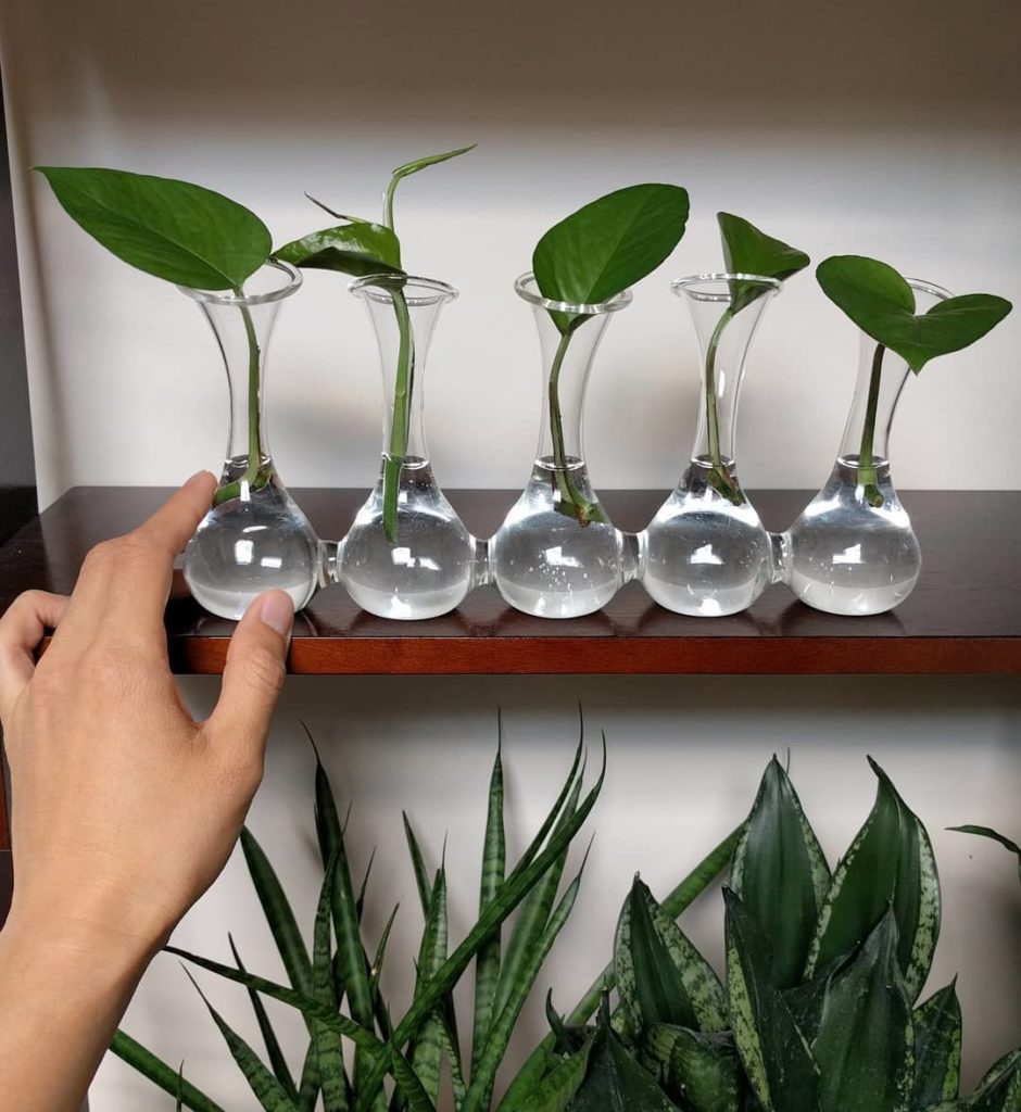 houseplantjournal: #tbt when I first used this crazy vase. It will be a staple piece in my new spac… #tbt when I first used this crazy vase. It will be a staple piece in my new spac...
