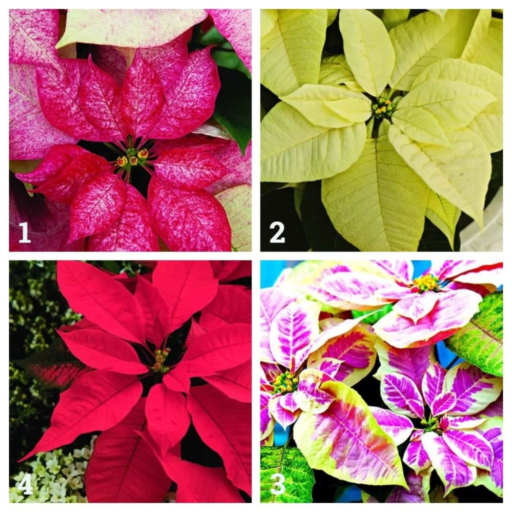 gardendesignmag: Today is National Poinsettia Day!
.
Which is your favorite?
1. ‘Premium Picasso’… Today is National Poinsettia Day!
.
Which is your favorite?
1. ‘Premium Picasso’...
