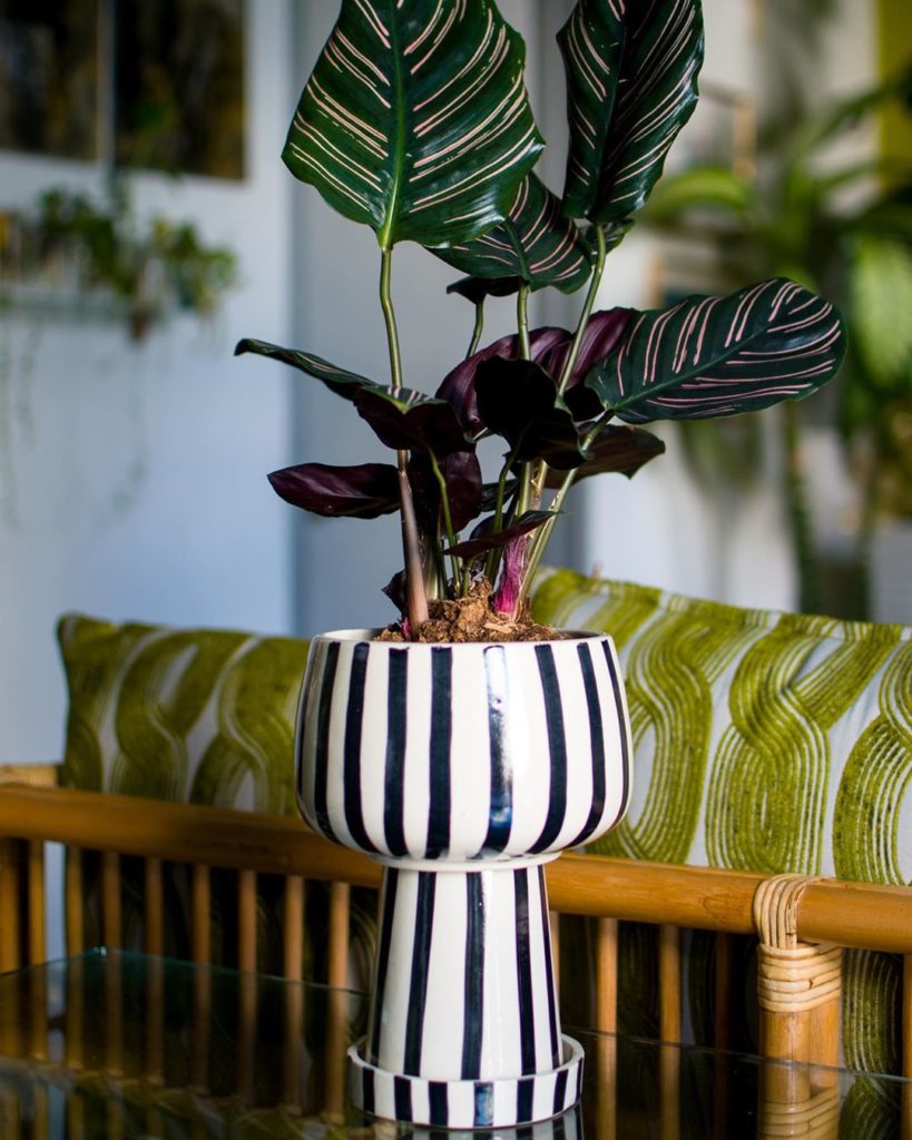 thejungalow: Today on the blog, our plant-o-pedia column with @alecisamazing — featuring the … Today on the blog, our plant-o-pedia column with @alecisamazing — featuring the ...