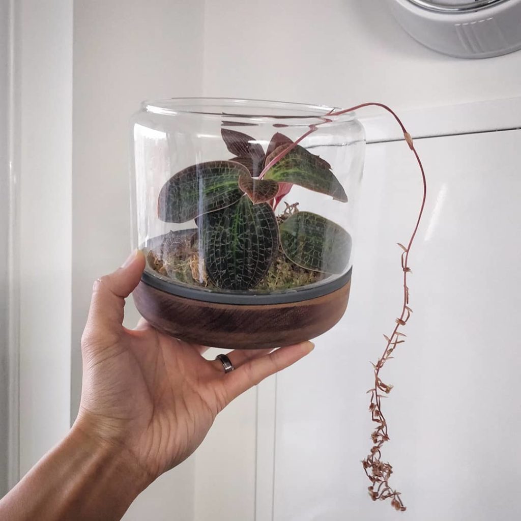 Flowers eventually fade like a good movie must come to an end. Enjoy them while ...