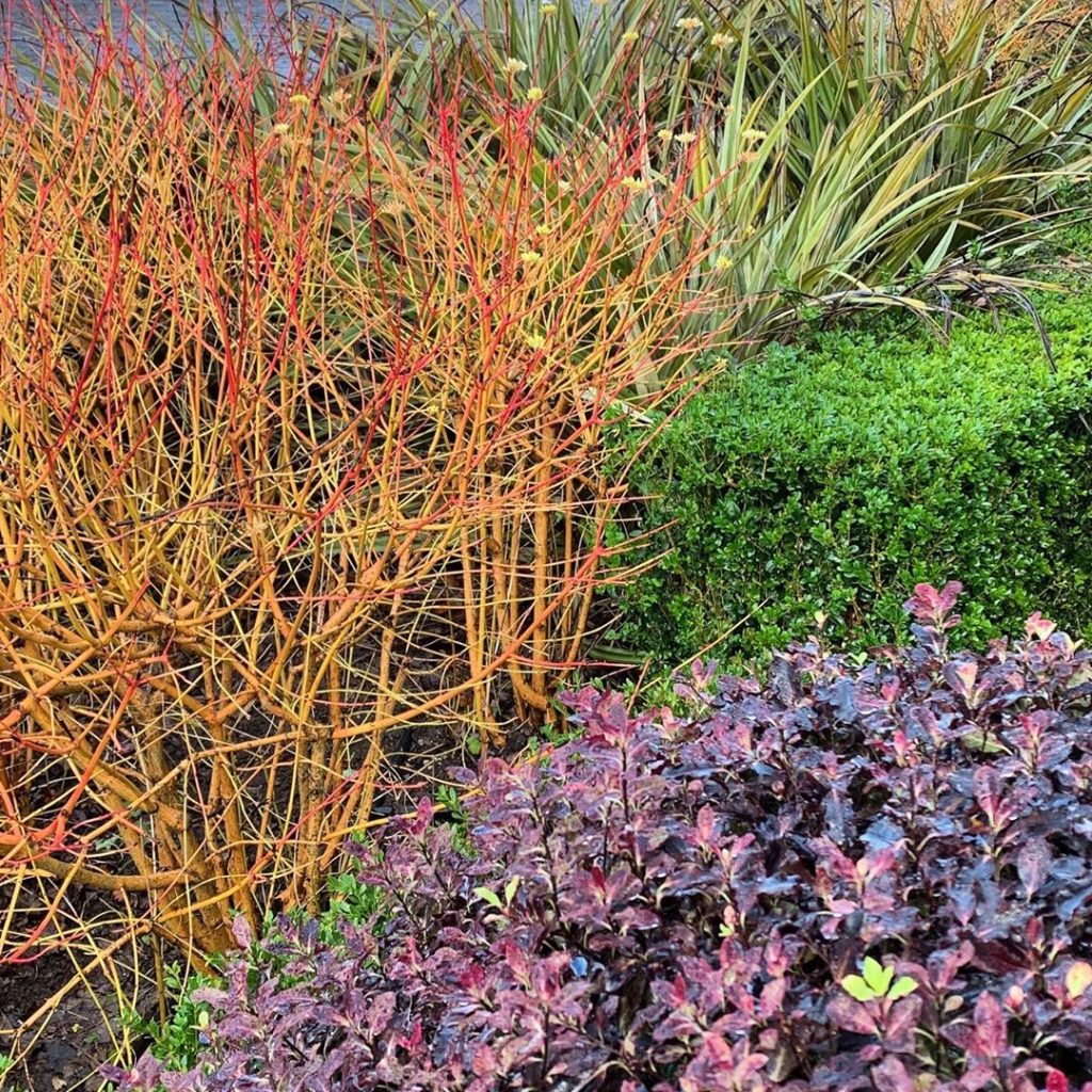All the good stuff about winter.. colourful stems & foliage plus a good solid lu...