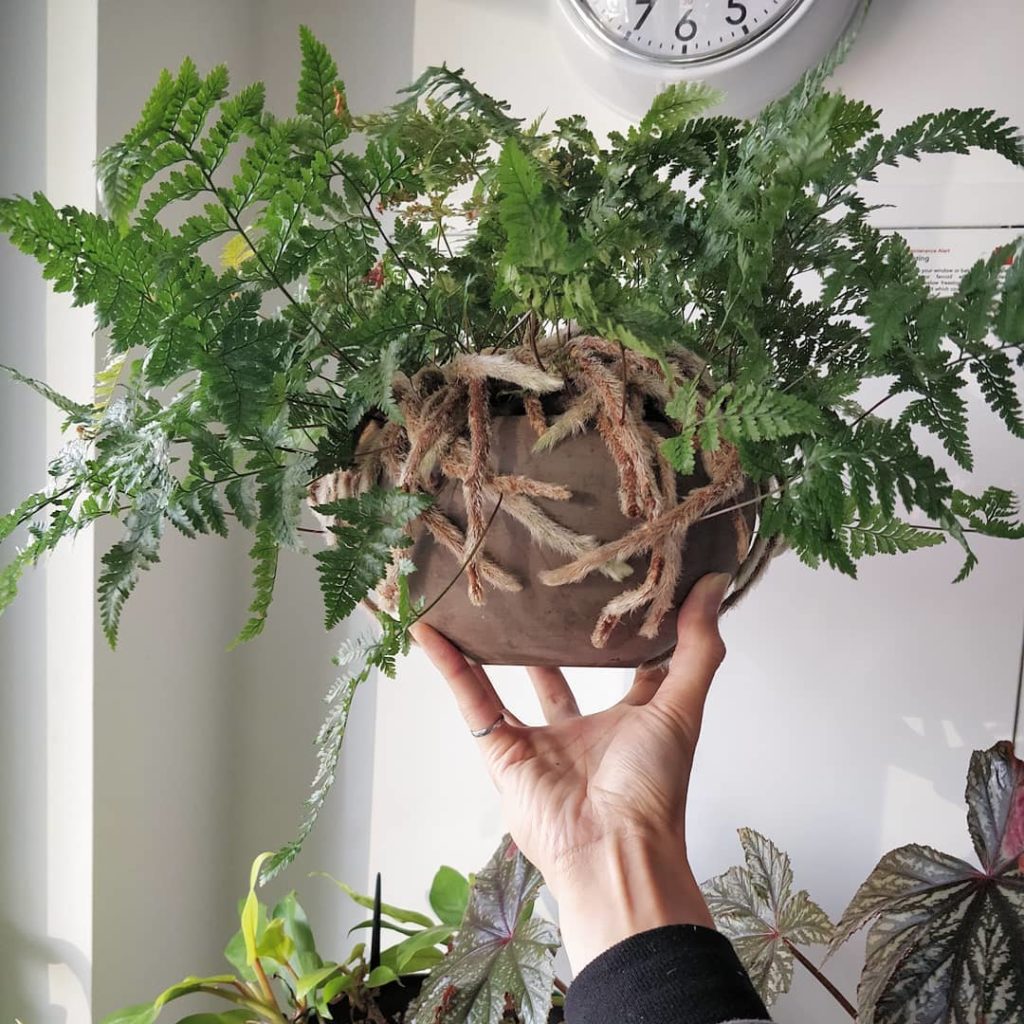 My other Rabbit's Foot Fern has nicely taken over this pot. 2️⃣ If...
