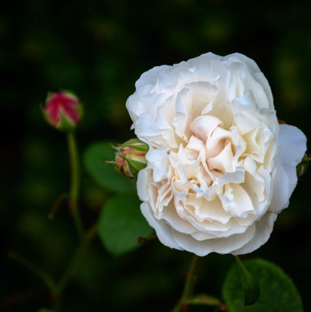 richardmiers: Today I feel the need for a Rose, nothing says as much, smells as sweetly or flo… Today I feel the need for a Rose, nothing says as much, smells as sweetly or flo...