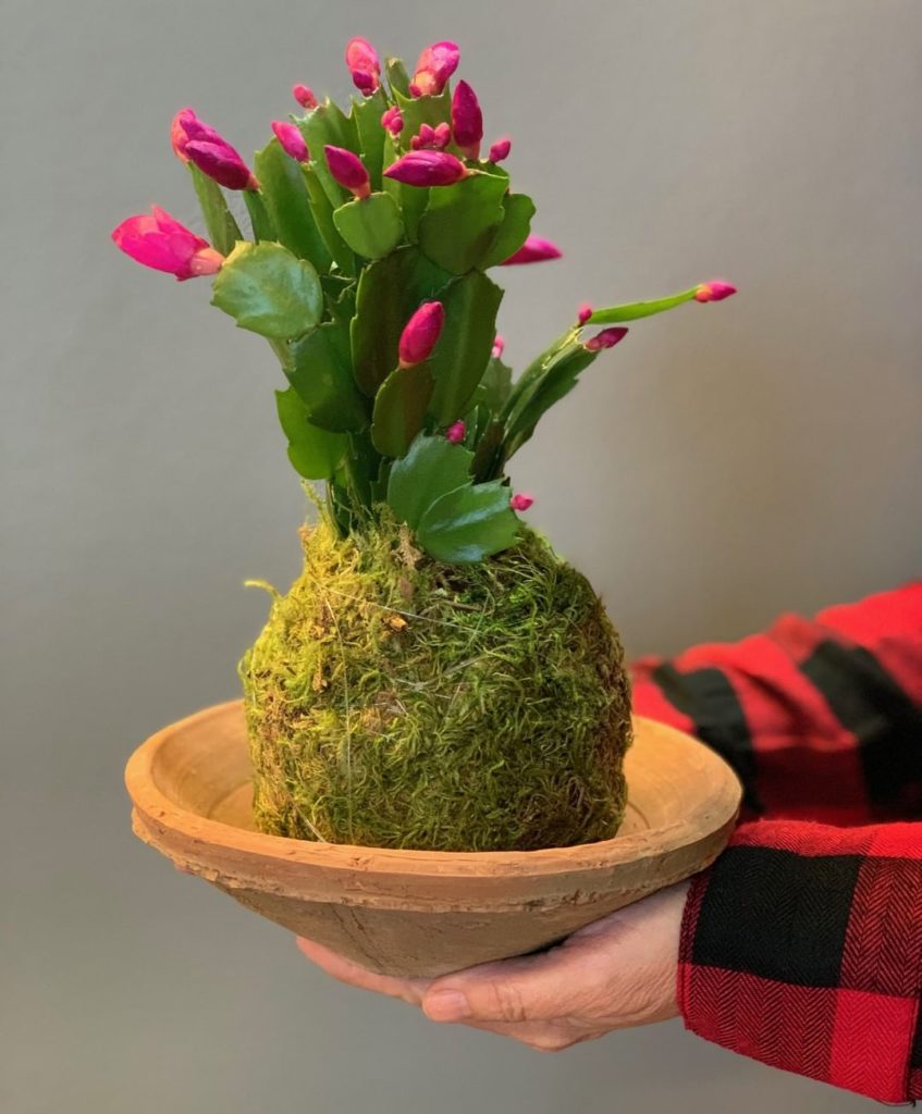 Is this a Christmas Cactus or a Thanksgiving Cactus?
.
.
You might remember we t...