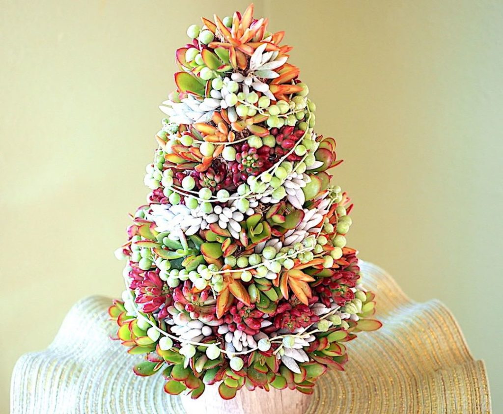 gardendesignmag: Talk about Merry and Bright!
.
Check out 3 succulent holiday projects from debra… Talk about Merry and Bright!
.
Check out 3 succulent holiday projects from debra...