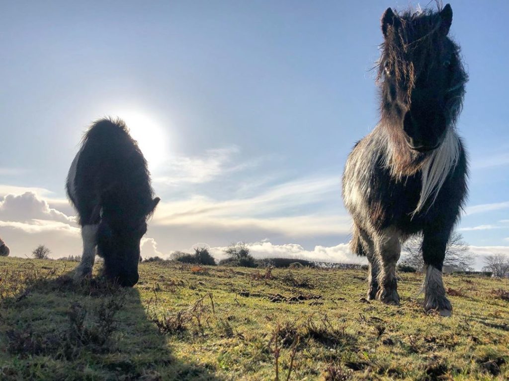 I mean... what’s not to  about a #herd of miniature #Shetland #ponies? : #forest...